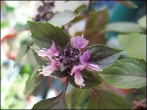 Quelles sont ces fleurs dont on utilise la plante aromatique de préférence crue, car les arômes s'atténuent à la cuisson ?