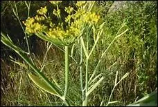 Quelle est cette fleur dont on mange le bulbe de la plante ?