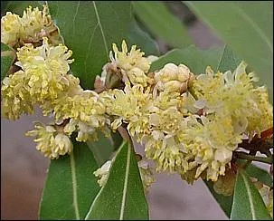 Ce ne sont pas les fleurs que l'on utilise, mais les feuilles dans de nombreuses préparations de plats en sauce.