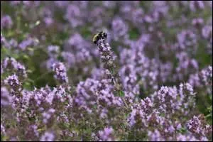 Avec ses fleurs cueillies en été, vous ferez une liqueur très parfumée.