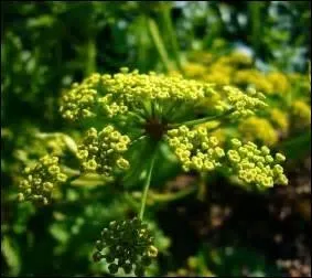 On dit de lui qu'il fut un légume oublié et il est aujourd'hui réhabilité. De quelle racine charnue, de couleur ivoire et de saveur sucrée, est cette fleur ?