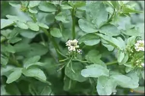 Une petite fleur blanche et délicate pour une plante des fontaines à la saveur piquante.
