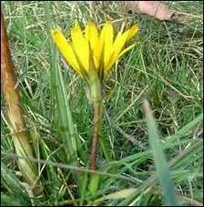 Quelle est cette fleur dont la plante porte le surnom de barbe-de-bouc ?