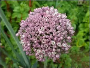 Voilà la fleur d'un légume que l'on appelle l'asperge des pauvres.