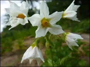 Elles sont étoilées et les pétales entourent un cur jaune d'or.