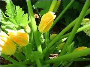 Elles sont délicieuses farcies.