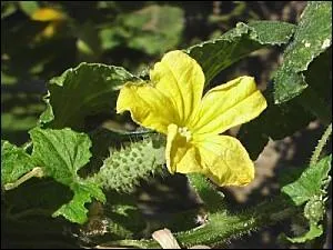 Aucun piège, ici ! Que reconnaissez-vous ?