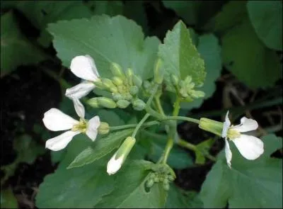 Peut-être n'avez-vous jamais vu ces fleurs ; on mange la racine charnue de la plante.