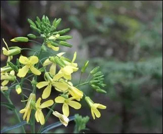De quel légume de la famille des Crucifères la plante produit-elle cette fleur ?