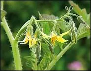 Quel fruit cette fleur va-t-elle faire naître ?