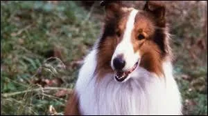 Quelle est la race de ce chien ?