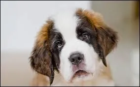 Quelle est la race de ce chien ?