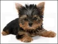 Quelle est la race de ce chien ?