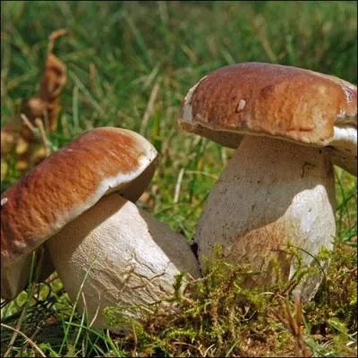 Quel est ce champignon ?