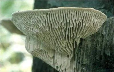 Quel est ce champignon ?