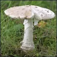 Quel est ce champignon ?