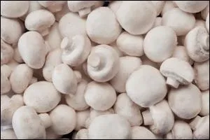 Ces champignons sont-ils comestibles ?