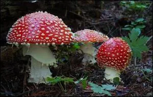 Ce champignon est-il comestible ?