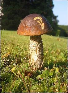 Ce champignon est-il comestible ?