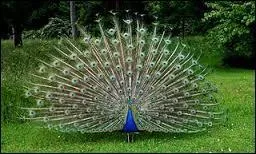 Quel est le nom de cet animal ?