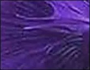 Qui porte des vêtements de couleur violette ou prune dans un conte des frères Grimm ?