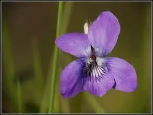 Quelle est la signification n'ayant rien à voir avec la symbolique du mot violette ?