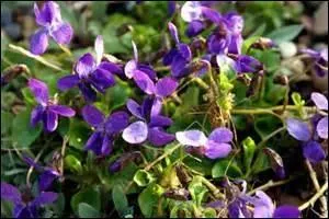 Une petite question de français pour un quiz qui ressemble à une farce de 1er avril, mais qui est juste léger. 
L'adjectif qualificatif "violet" s'accorde-t-il en genre et en nombre ?