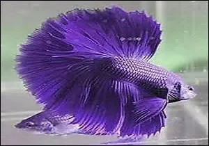 Quel nom porte ce poisson entièrement violet ?