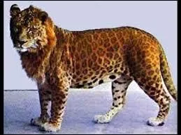 Le croisement entre le léopard et le lion donne naissance à un :