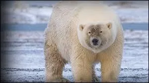 Le résultat de l'hybridation d'un ours polaire et d'un grizzly est un :
