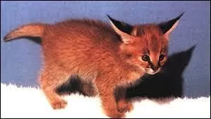 L'hybridation entre le serval et le caracal donne naissance à un :