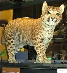 (Maintenant le contraire) Quels sont les parents du pumapard ?