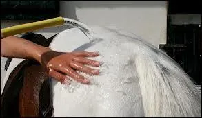 C'est un objet dont on se sert après la douche du cheval ou poney. Quel est son nom ?