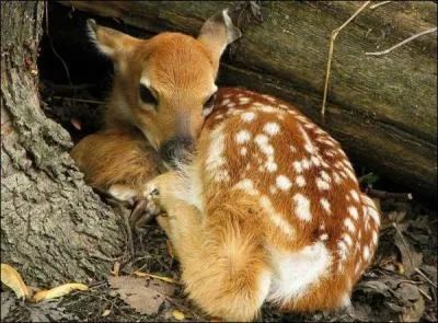 C'est un homme sans mérite, qu'on dit pauvre dans une expression. C'est le :