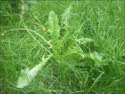 Une fois en fleurs, ne le ramassez plus !