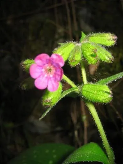 Cette plante est comestible, que ce soient les fleurs ou les feuilles, si vous trouvez son nom, ça prouvera que vous ne manquez pas d'air !