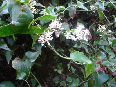 Si vous ne trouvez pas son nom, ça va vous schtroumpfer grave !