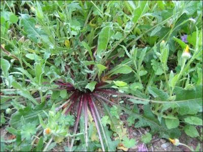 Trouver son nom prouvera que vous avez largement dépassé la maturité !