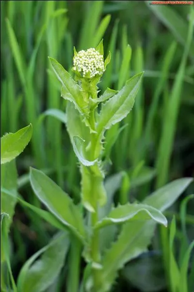 De la famille des choux, très utilisé dans la cuisine italienne !