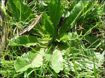 Un peu d'huile, de vinaigre, une pincée de sel et de poivre, vous pouvez l'agrémenter d'un peu d'ail, servez tel quel, c'est prêt !