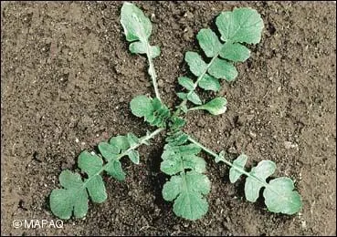 Mettez un z à la place du s, et vous pouvez en gagner sur Quizz biz !