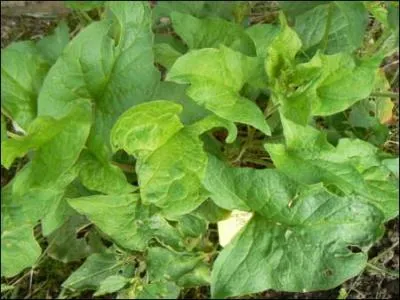 C'est un épinard sauvage, s'il porte ce nom, c'est qu'un roi français, amateur de poule-au-pot, l'appréciait énormément !