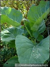 Si vous ne trouvez pas le nom de ce légume sauvage, qui donna les variétés actuelles, on peut dire que vous êtes dedans !