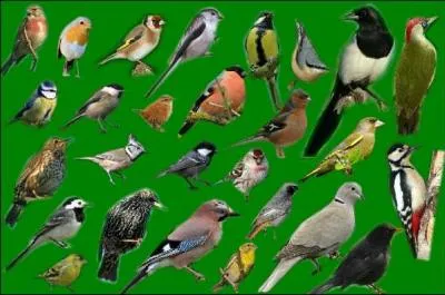 Quel oiseau zinzinule ?