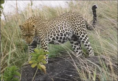 Quel est son nom scientifique ?