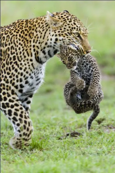 A quel âge la femelle atteint-elle la maturité sexuelle ?