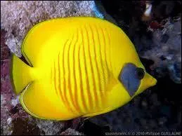 Il a un goût, comment dire ? Acide !