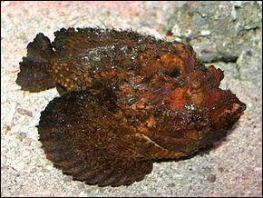 C'est un poisson qui est dans mon jardin !