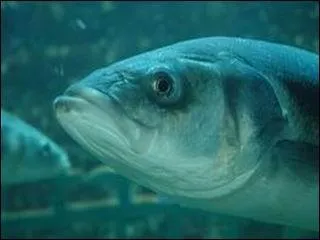 Il aime bien servir des bières !