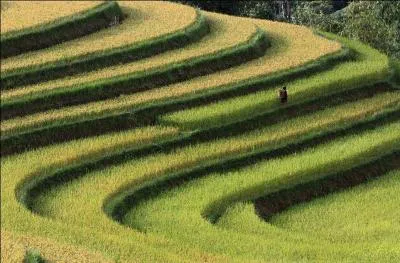 On dirait que cette enfant est en train de faire "l'école rizière"... Mais dans quel pays ?